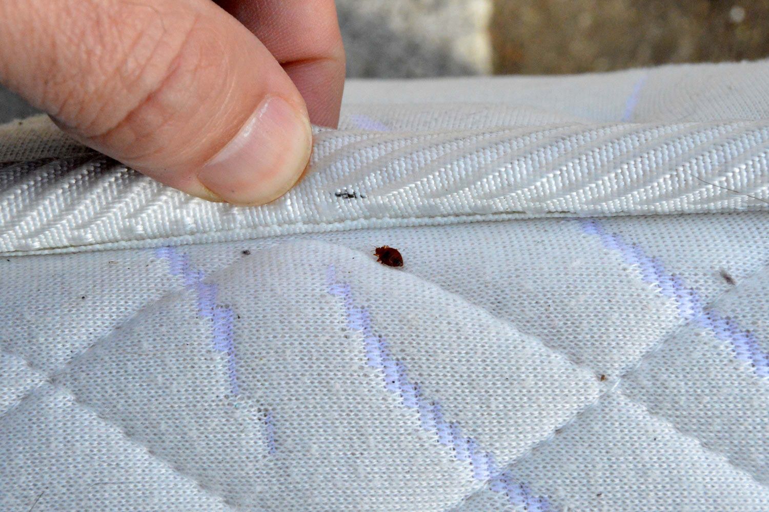 Can An Air Mattress Have Bed Bugs at Benny Andrew blog