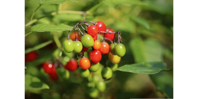 Actaea Rubra Snake Berries 