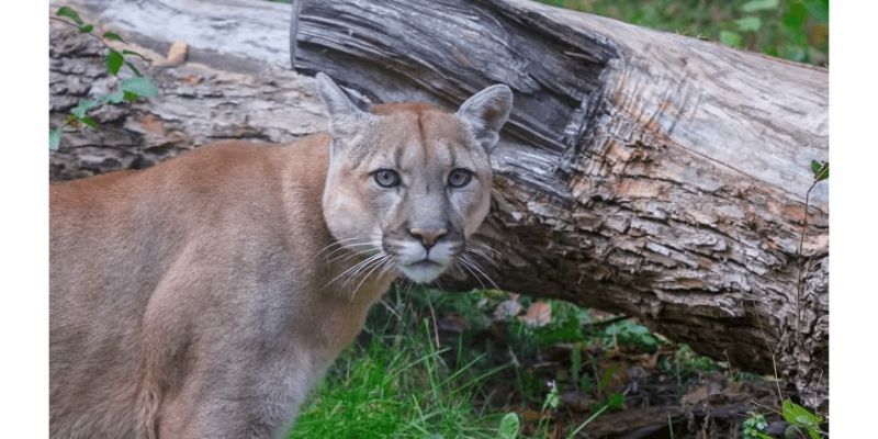 Cougar Attacks on Tents 