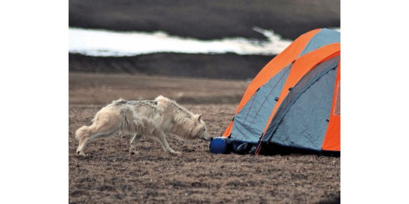 Coyote Attacks on Tents 
