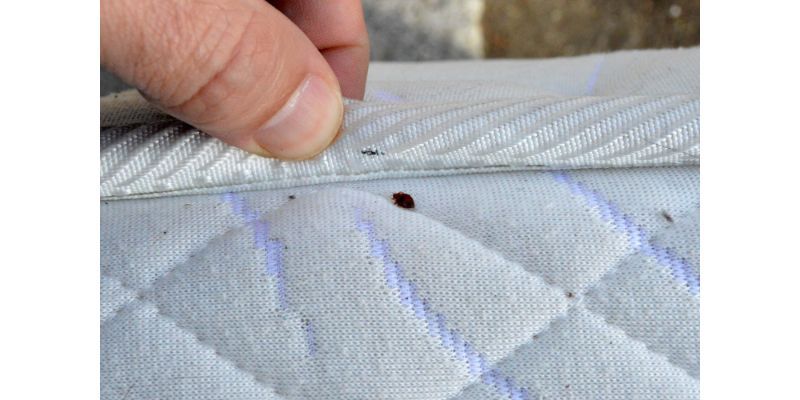 How Can You Know If There Are Bugs On Your Mattress