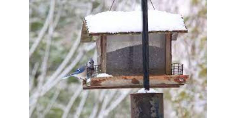 Remove Bird Feeders From Your Yard