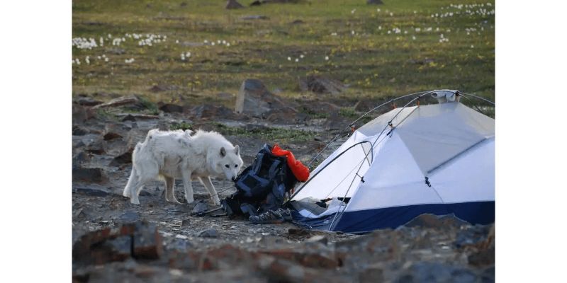 Wolf Attacks on Tents