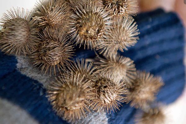 How To Get Burrs Out of Clothes