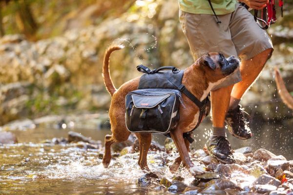 What To Bring For Dog Backpacking