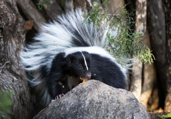 What To Do If A Skunk Sprays You