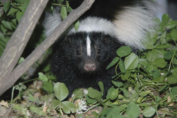 What To Do If You See A Skunk