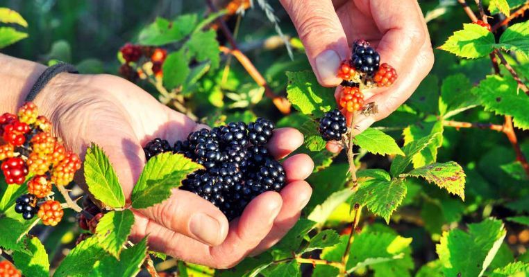What Type Of Wild Berries Are Safe To Eat