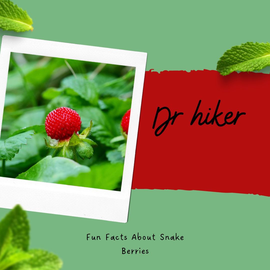 Fun Facts About Snake Berries 