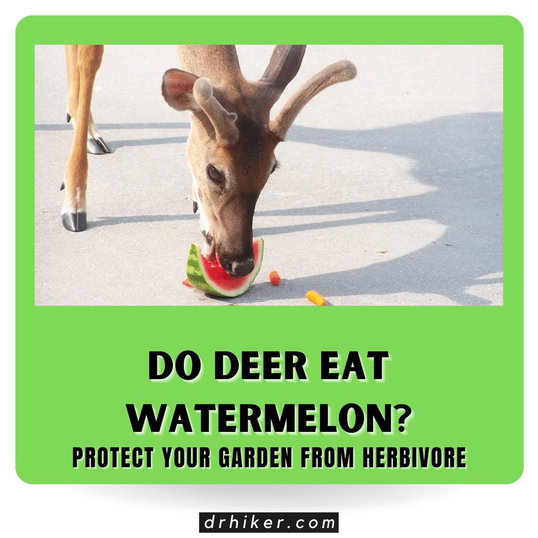 Do Deer Eat Watermelon