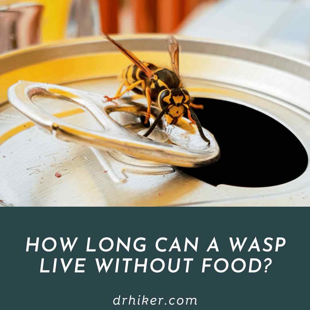 How Long Can A Wasp Live Without Food