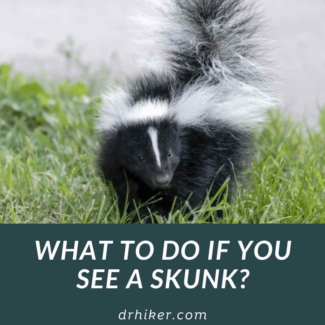 What To Do If You See A Skunk